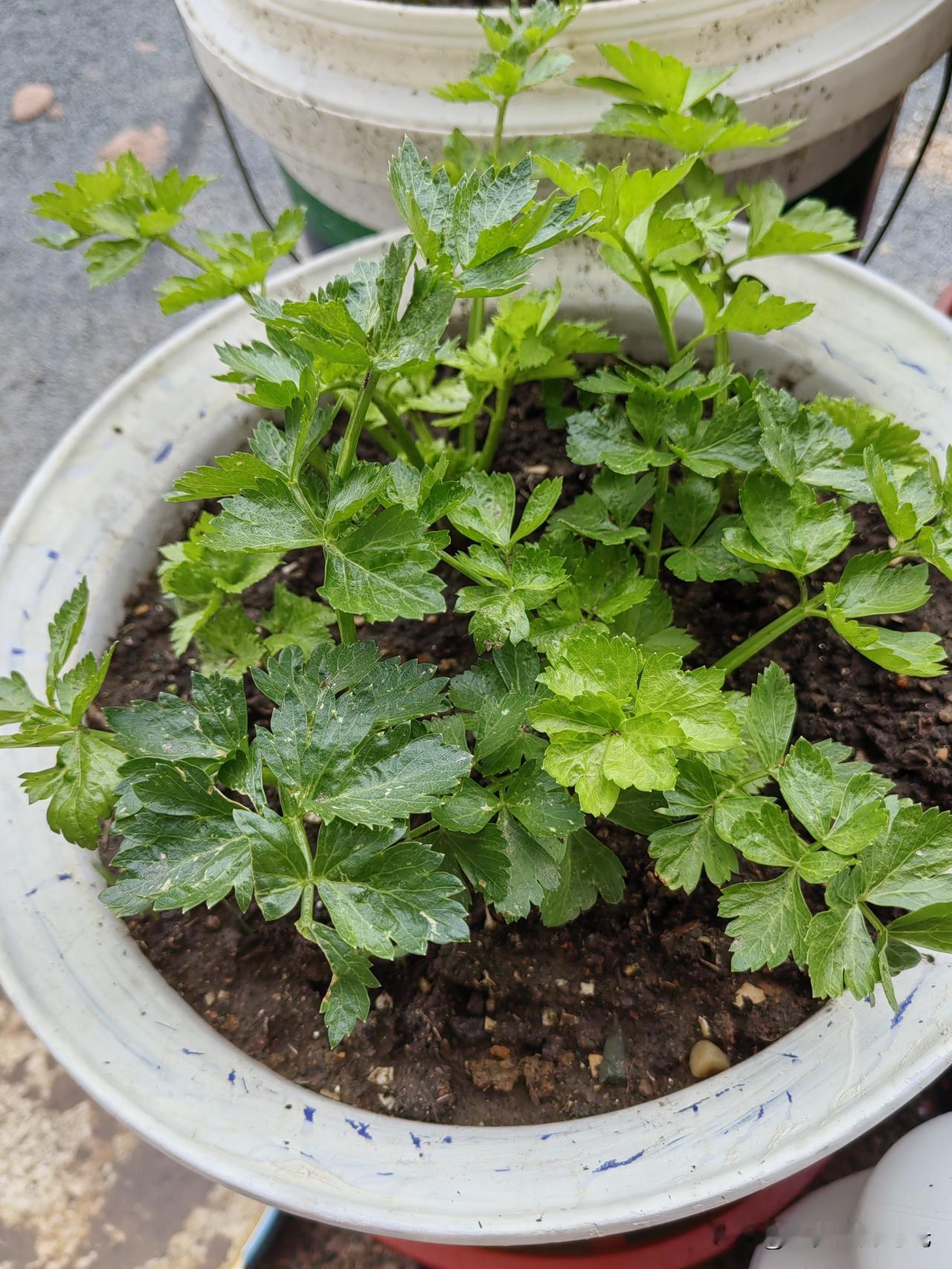 春天在花盆里栽了四棵芹菜，夏天放在露台上，长得郁郁葱葱，从外撇得吃了五六次。
