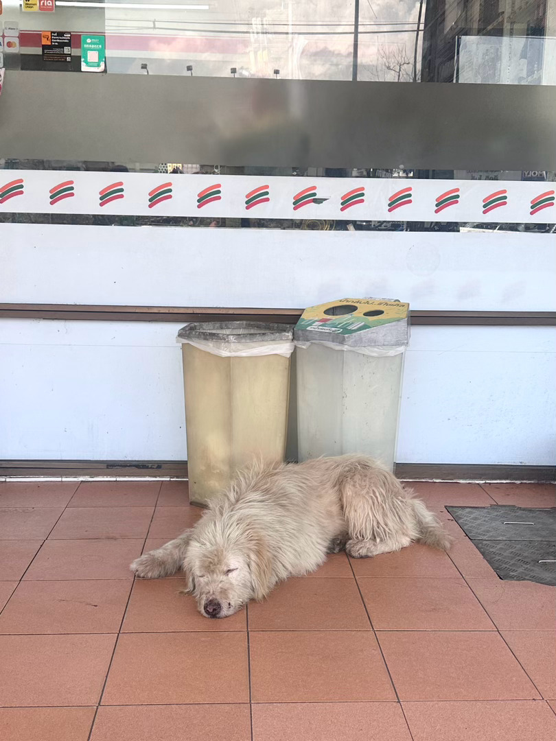 每次遇到它都在呼呼大睡 