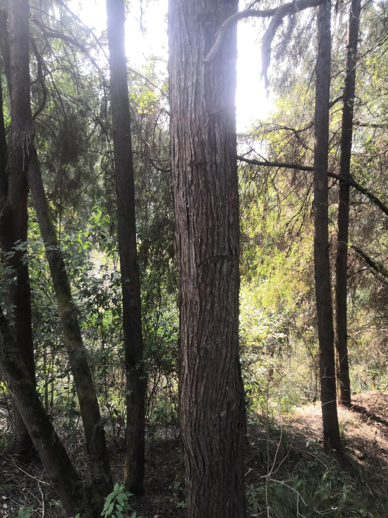 当然这些树木，经得起风吹雨打，他们有顽强的精神展现自己的未来，他们经得起考验，无