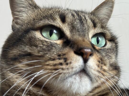 狸花猫｜主包的鼻头高光能不能推荐下呀