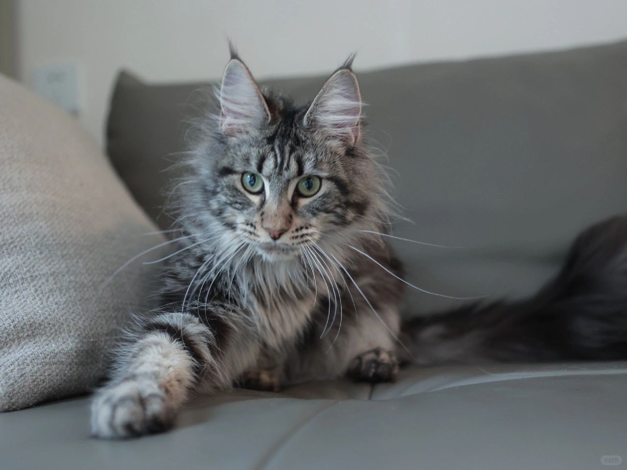 缅因｜特价缅因妹妹5200💰