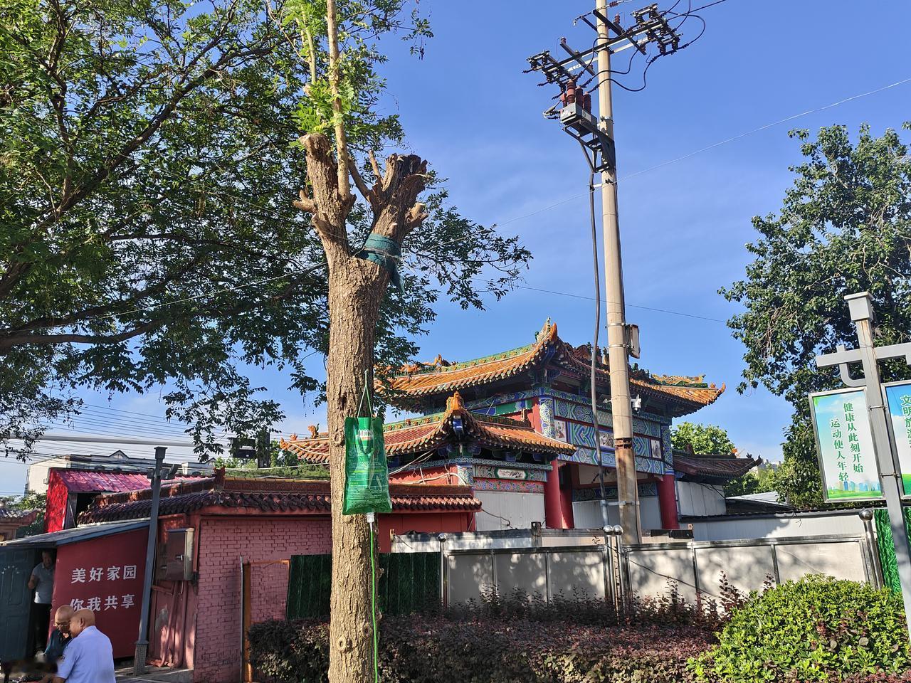 今早在运城西花园跑步，发现一棵树正扎着液治疗，输液管插在粗壮的树身，枯萎的树儿在
