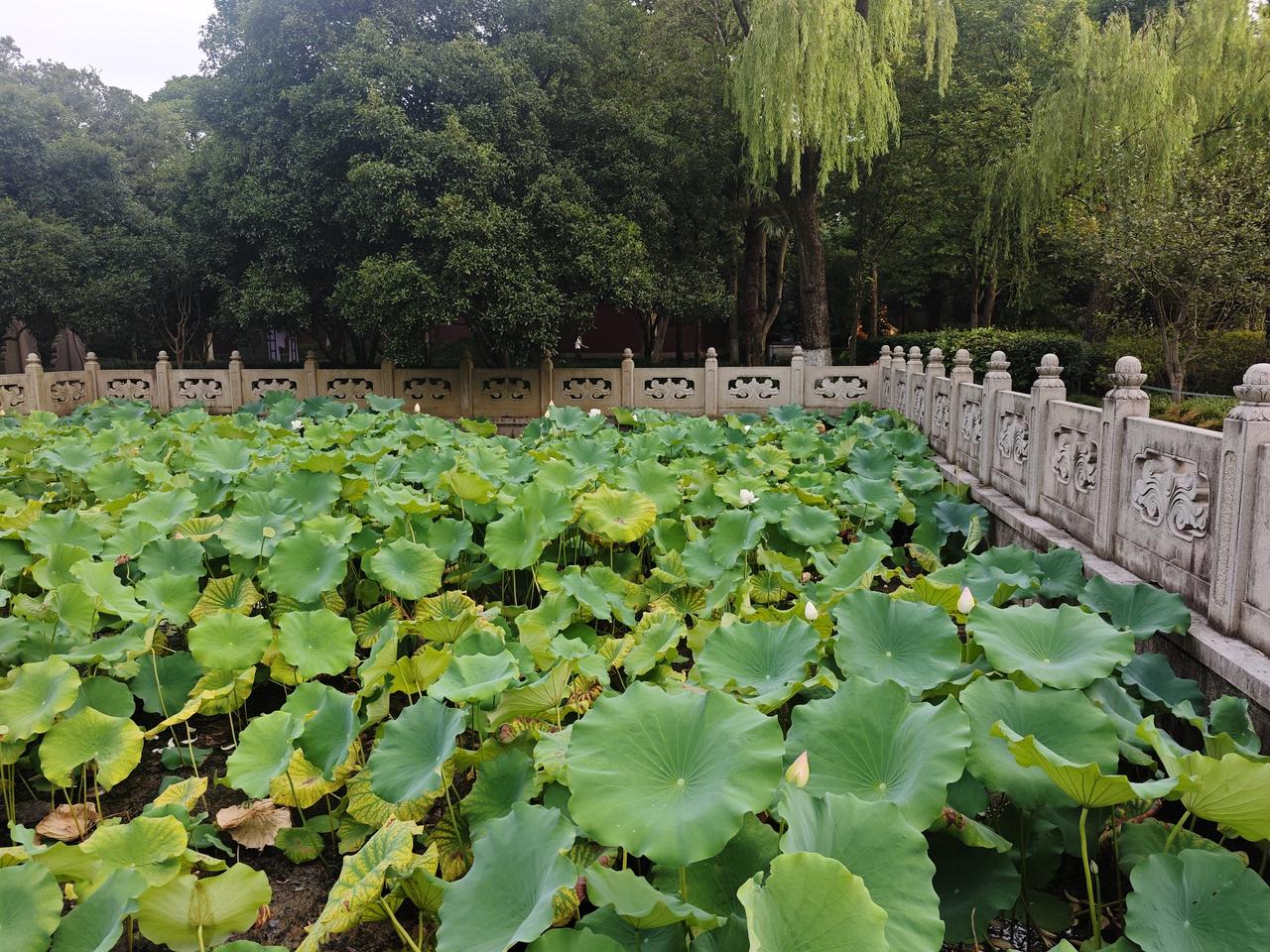 夏天在杭州如果想好好游玩，还是骑行最佳。每天清晨起来，可以慢悠悠的骑车旅行，一边