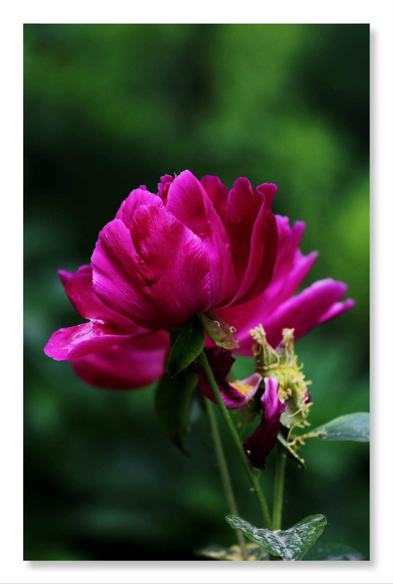 艳丽的芍药花