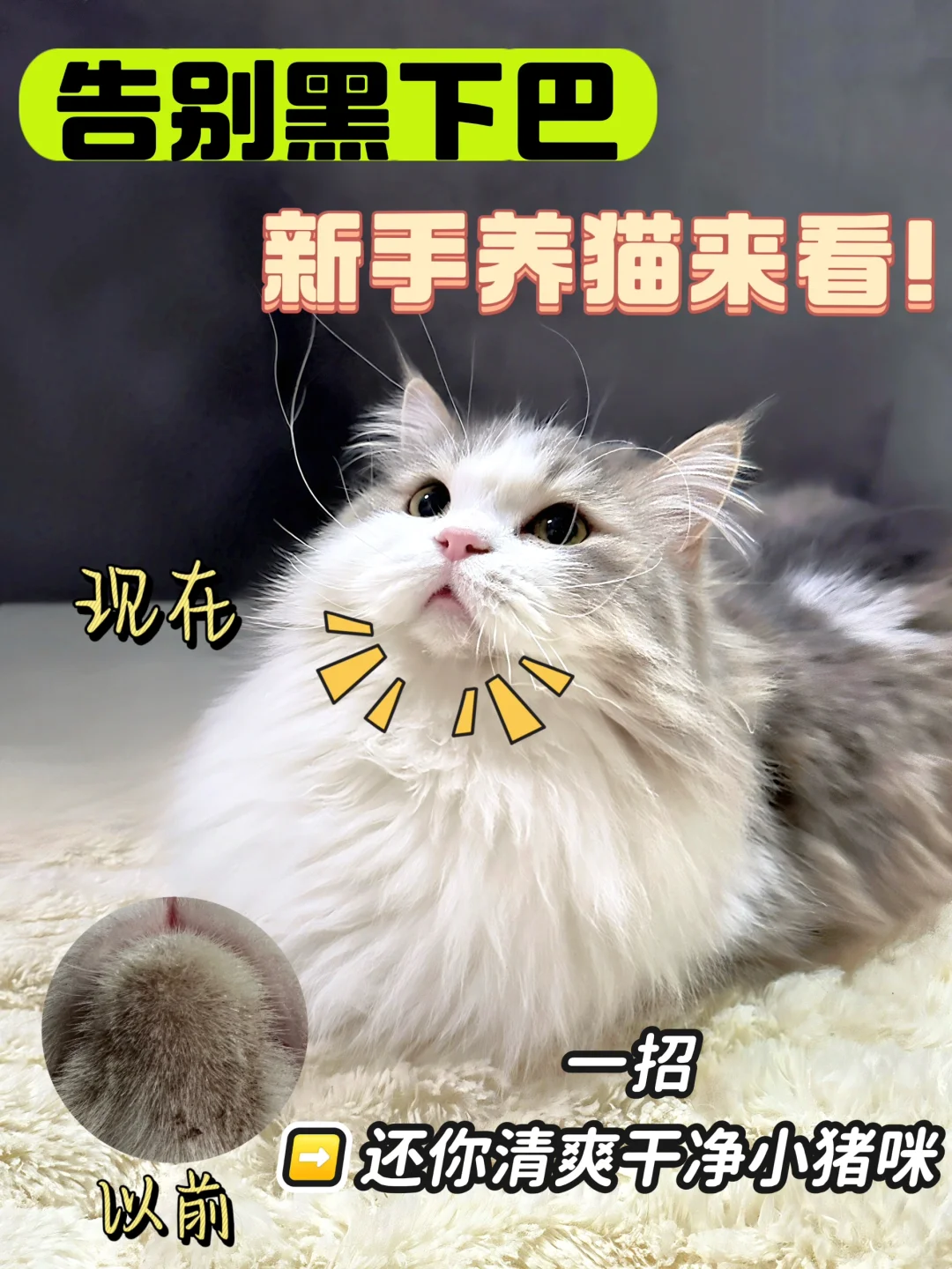 新手养猫姐妹必看！猫猫黑下巴怎么办？