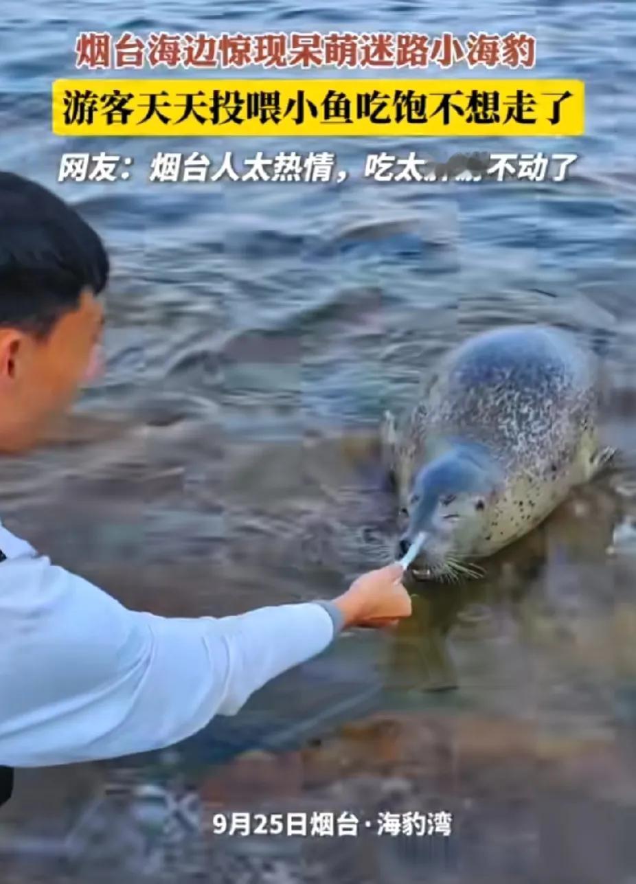 大风大浪过后，烟台海边不但有海肠子和海蛏子，还有呆萌的小海豚，小海豚天天吃游客们