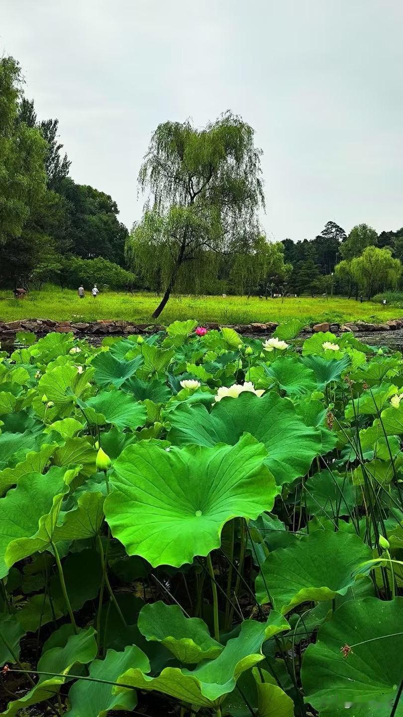 今日（6月21日）夏至，这一天白昼漫长，暮色迟迟不至。气温升高，暑热似蒸，雷雨频