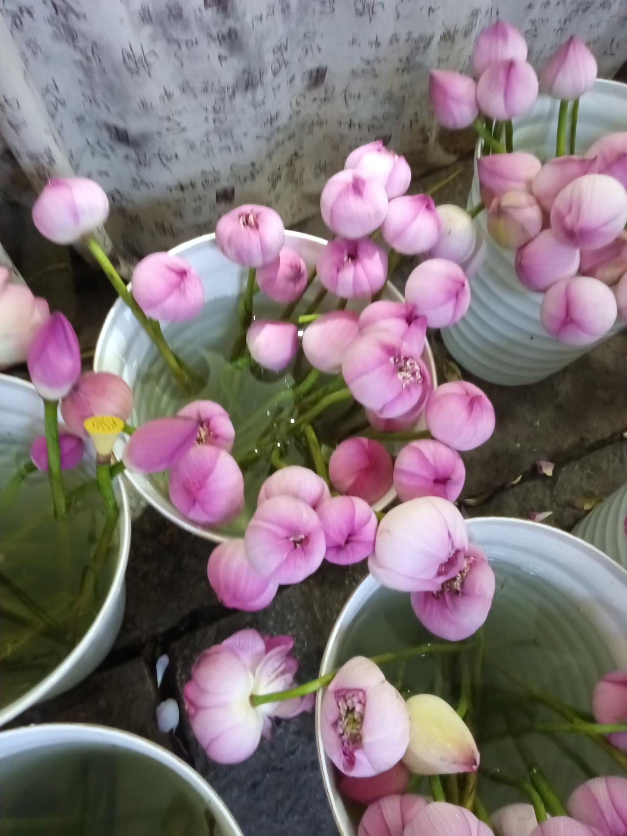 打卡夏日美照
