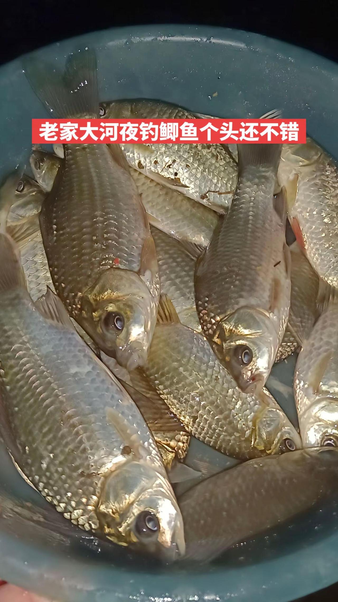 老家大河钓钓鲫鱼还是可以的，能玩。钓鱼 夜钓鲫鱼