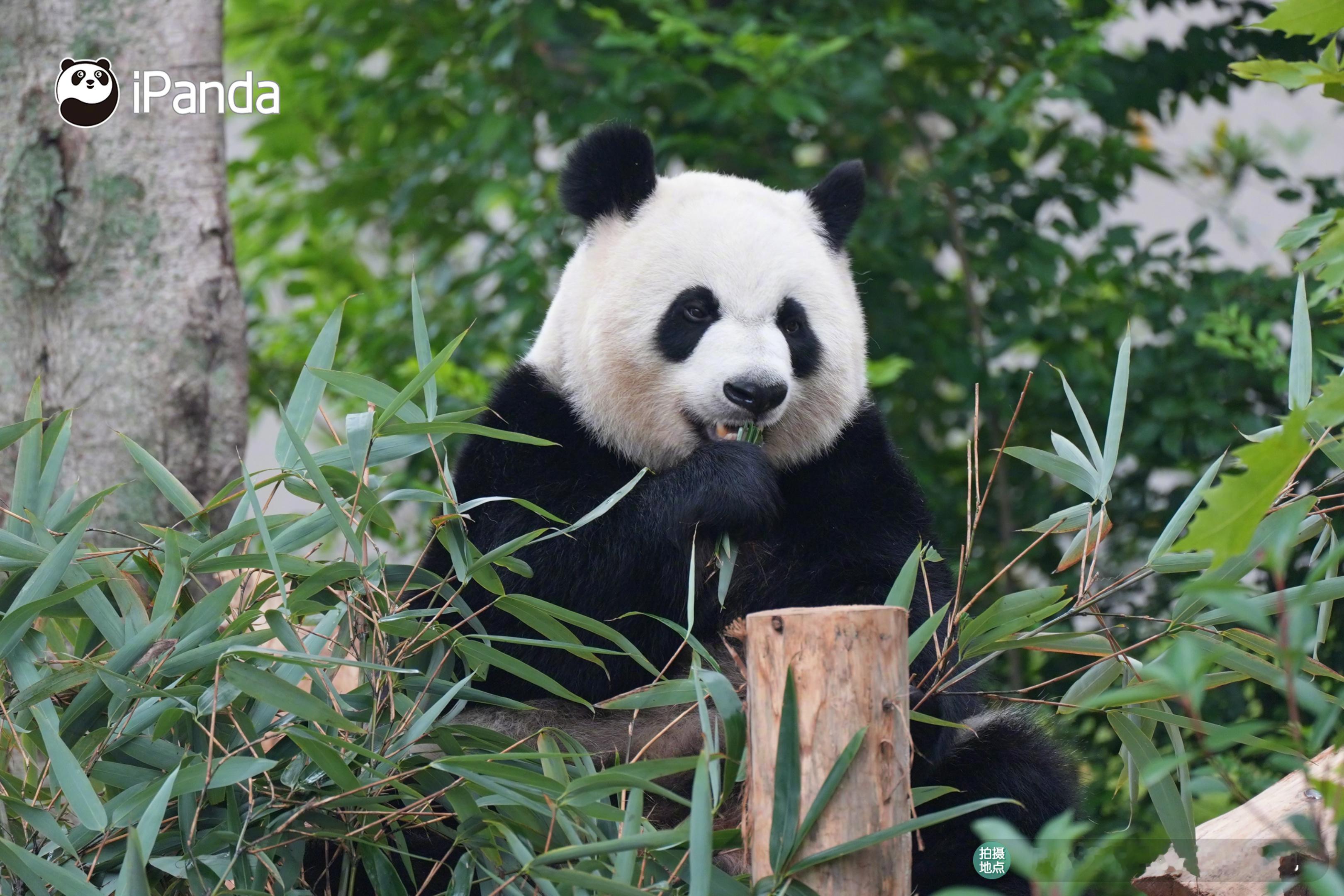 【大熊猫吃剩的竹子开启二次生命 ｜“竹”够环保】你知道吗？大熊猫吃剩的废竹也能开