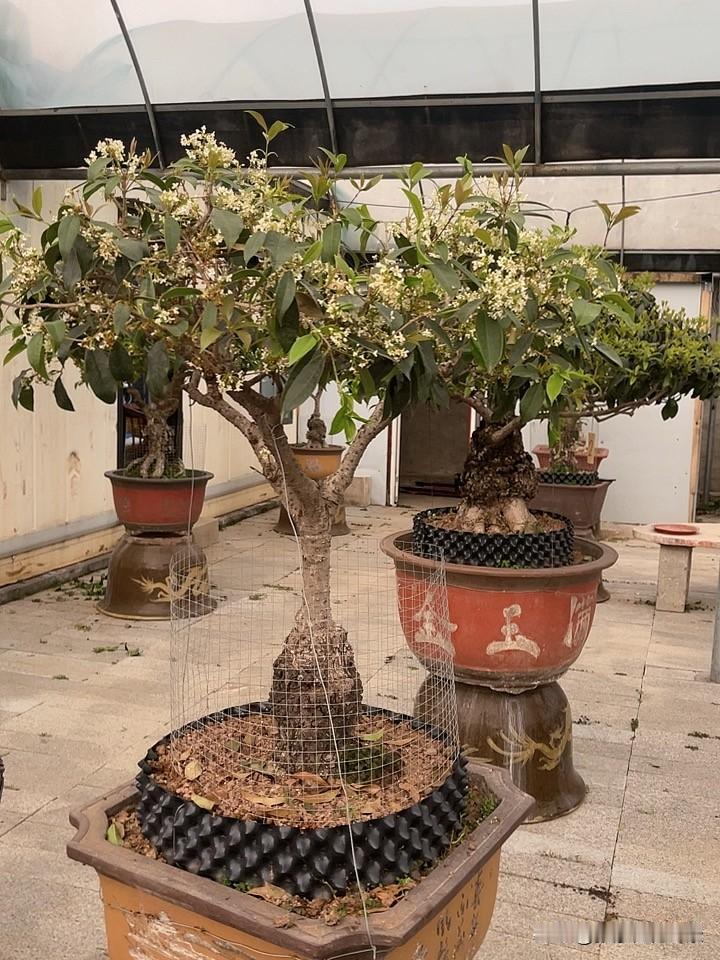 如何才能种好桂花种好桂花并非三言两语就能说清。首先，浇水、施肥、打药是日常养护工