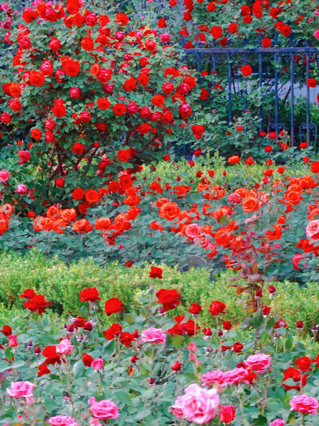 5月4日实况｜在北京❗️坠入月季花海🌹