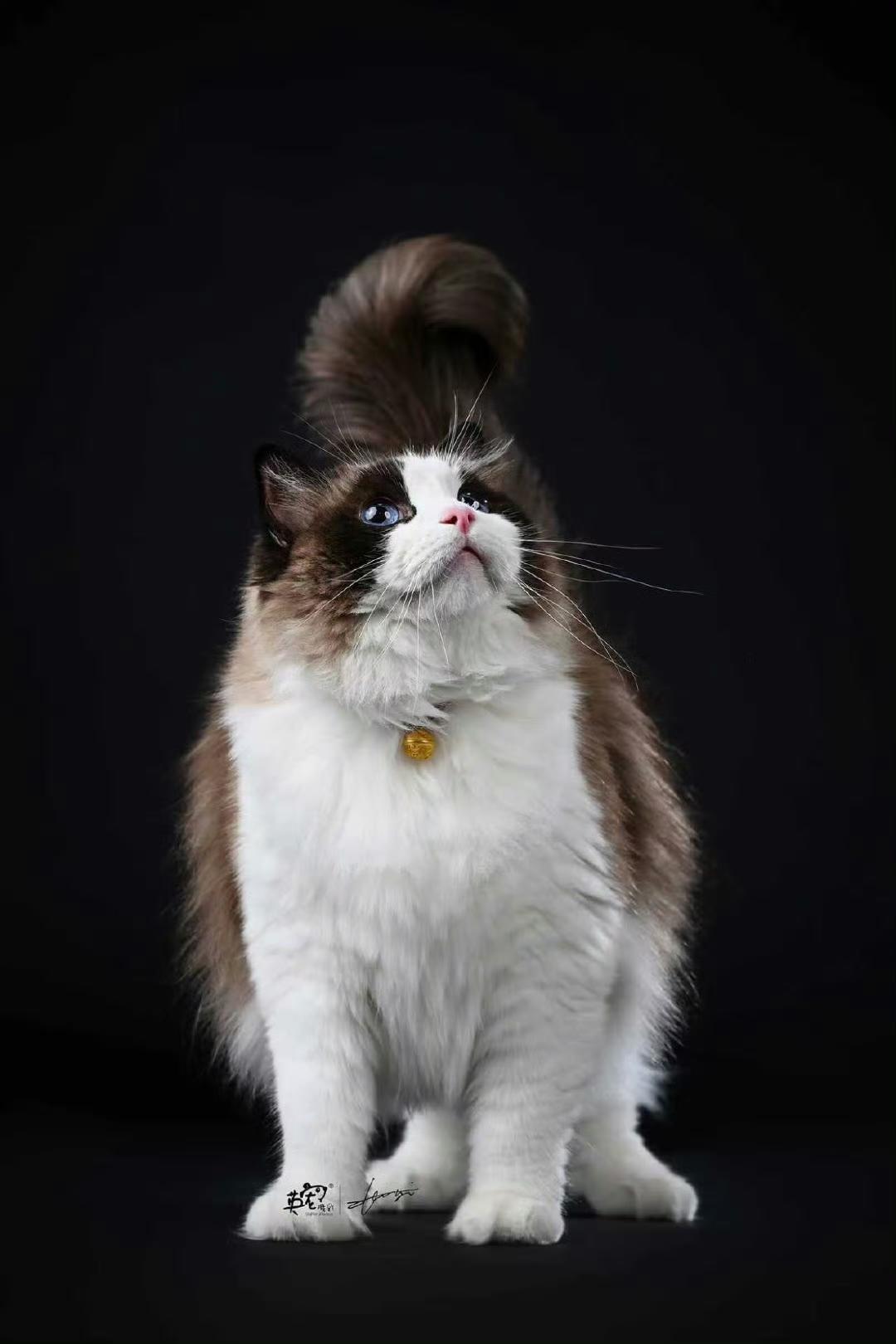 小猫致命诱惑！ 我已沦陷🤩