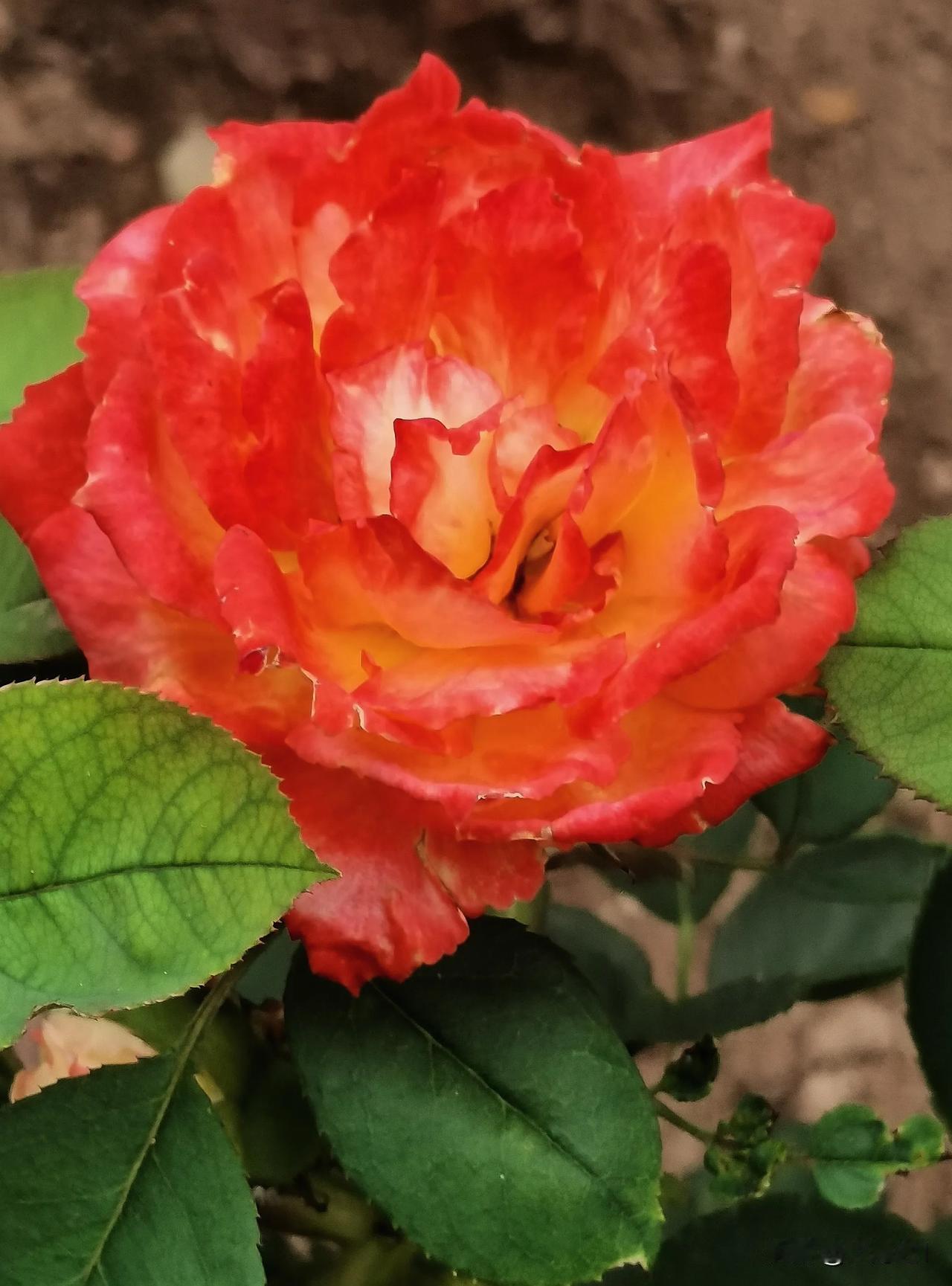 #看看你拍的花#（原创）
火🔥一般的月季花