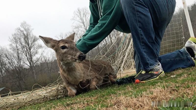 人们为什么那么喜爱小鹿? 人们喜爱小鹿，原因可太多啦。就说那外表，水汪汪的大眼睛