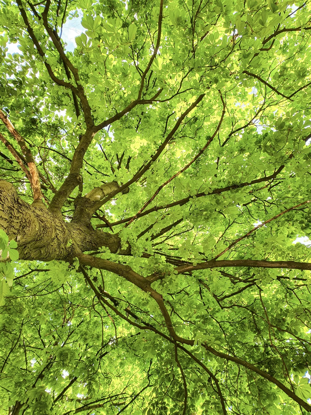 寻找同样喜欢抬头看树的人🌲