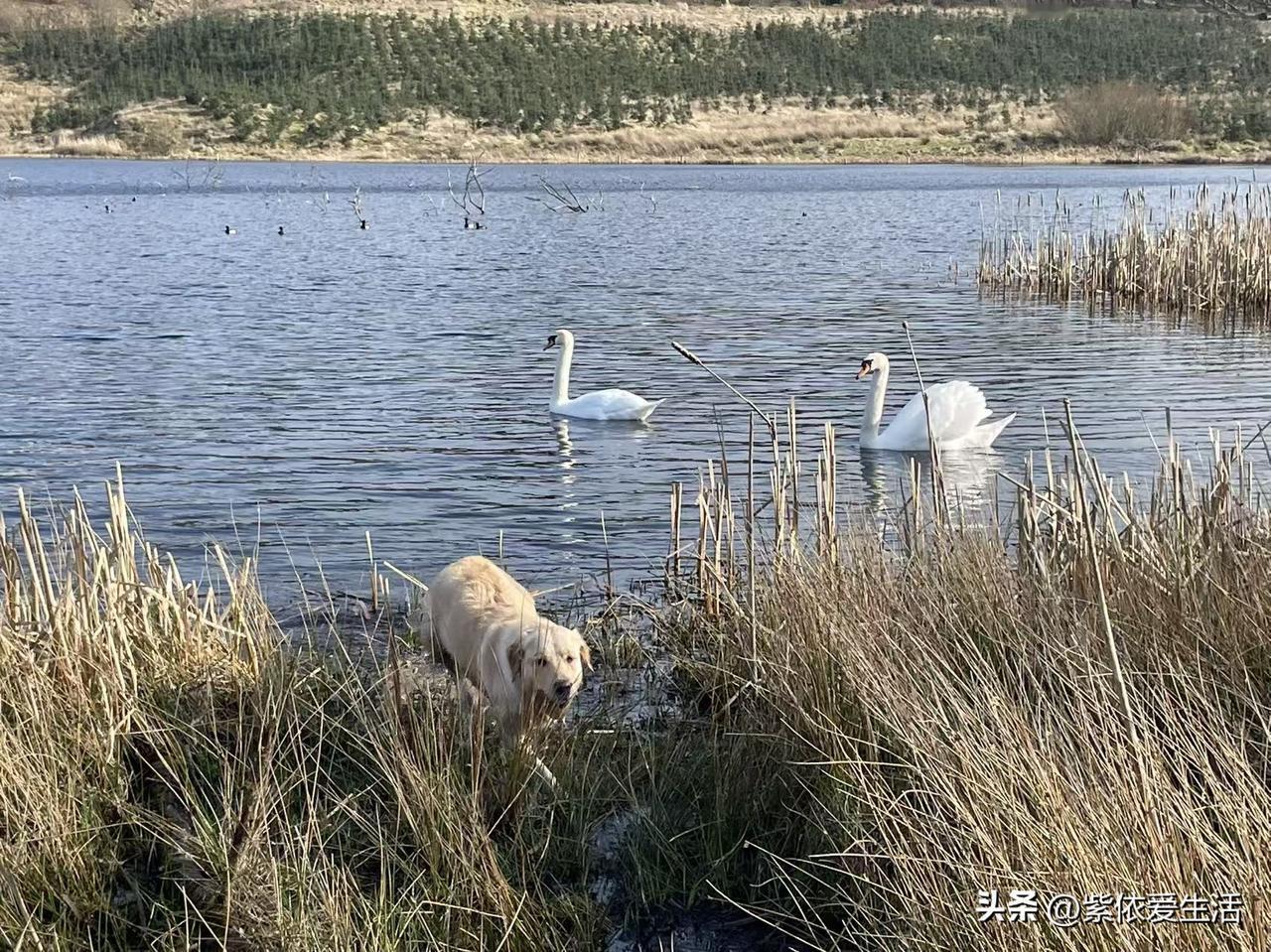 ：伏案观画画含情。