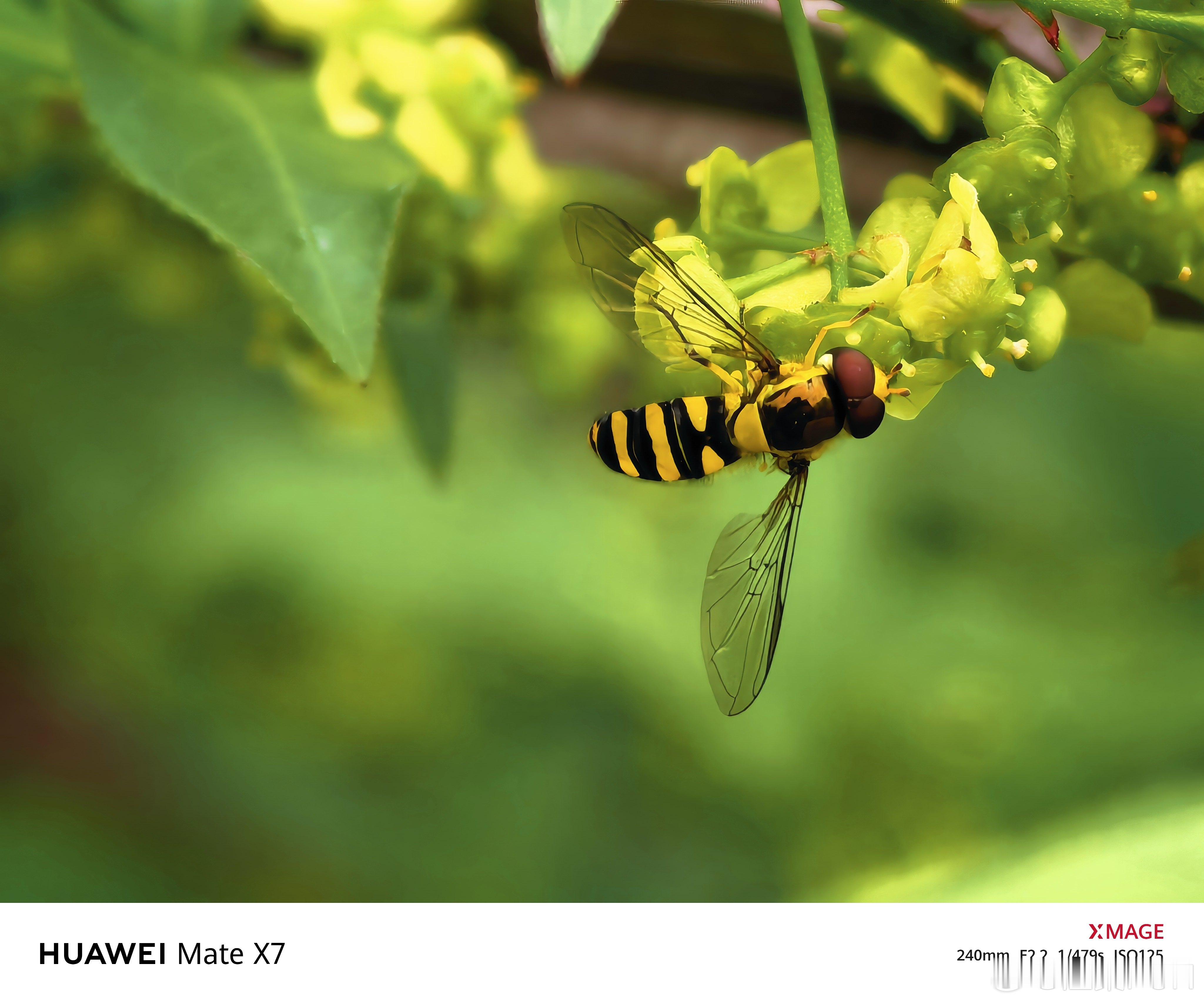 这是什么花，可以吸引这么多昆虫来？ 