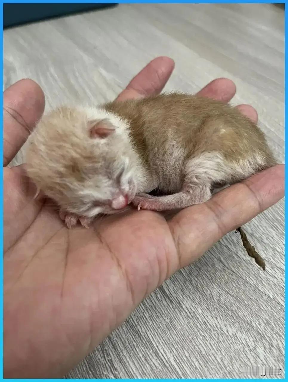 泪目了！这天一位小姐姐和往常一样下班走路回家，当她走到一个巷子里的时候，听到了有