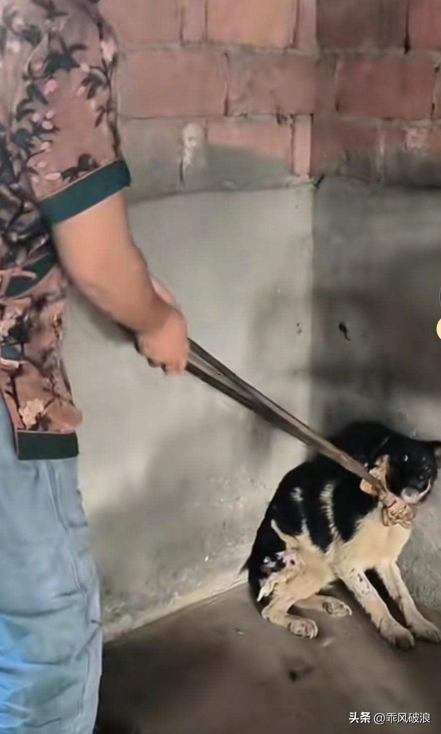 这只狗狗并非遭受主人虐待，而是被强制喂食、吃药。它是狗肉厂里500只狗狗爆发瘟疫