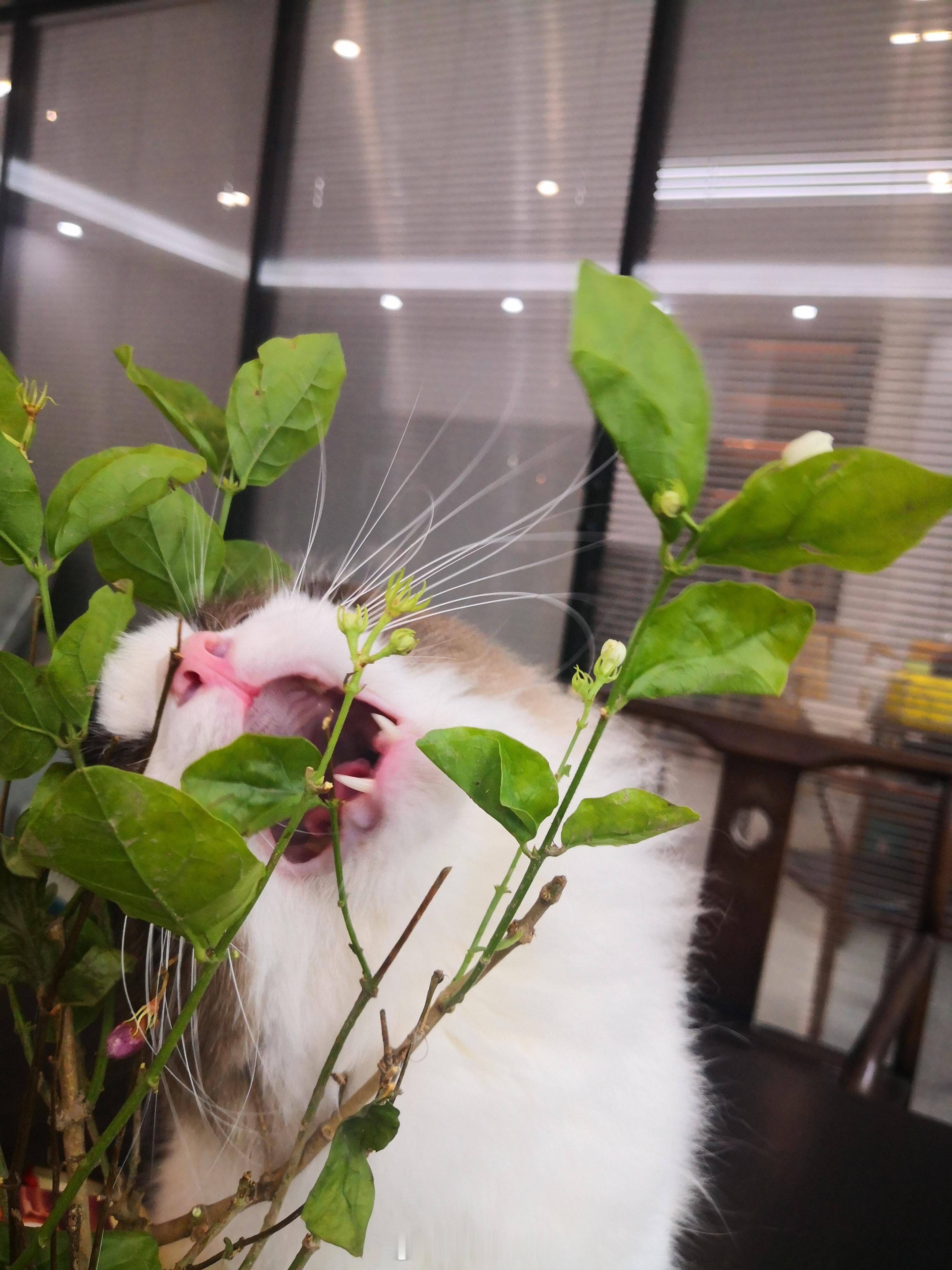 不是我，我在活捉咬花大盗 ​​​