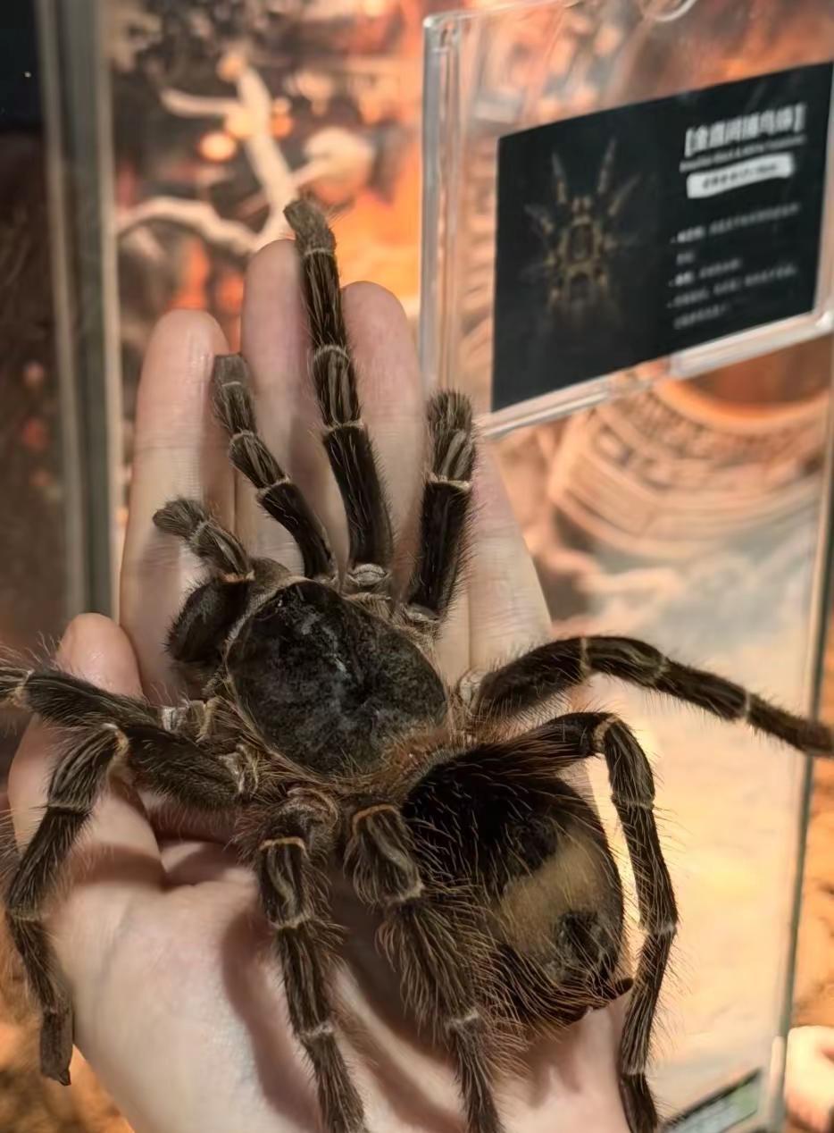 魔法丛林爬宠王国西安熙地港店 和爬行动物亲密接触体验！超快乐谁懂啊魔法丛林爬宠王