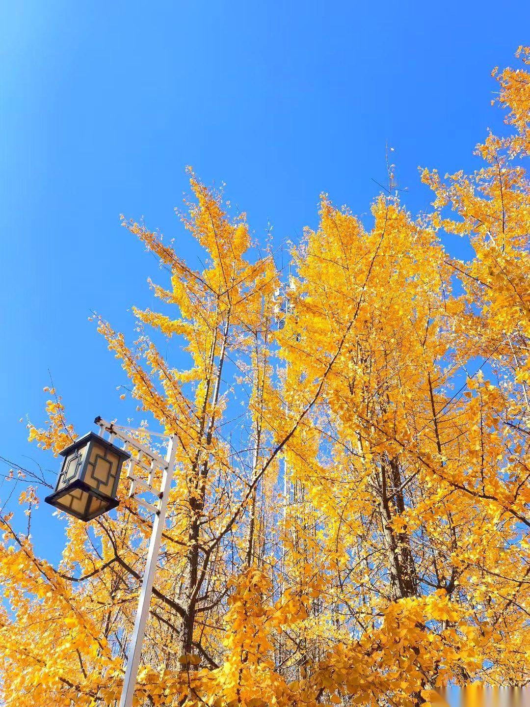 手机一划，又刷到这种东西。
一串串代码，配着几个斩钉截铁的词儿。什么“上限打开”