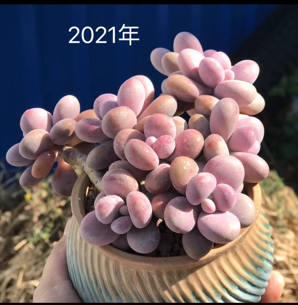 桃蛋老桩