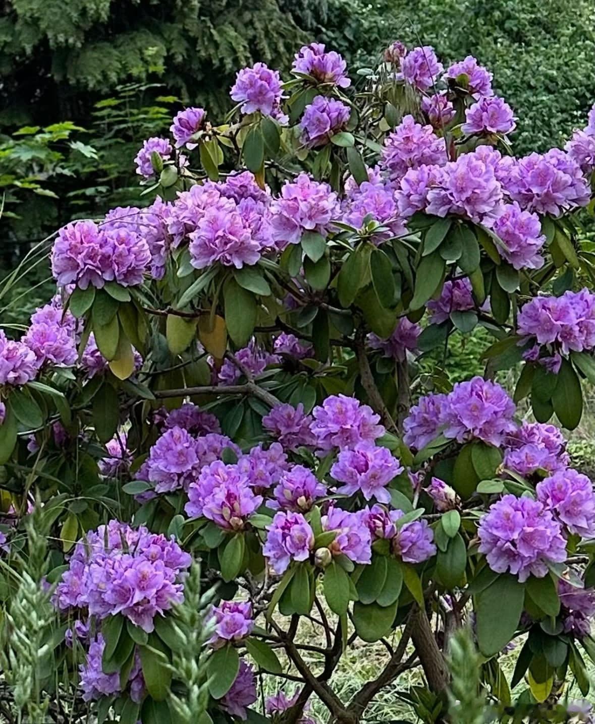 什么花？像不像是木槿花？ ​​​