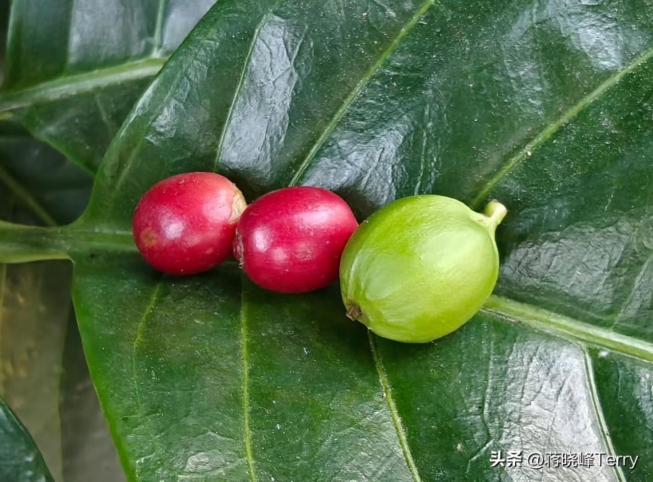 一部电影让云南普洱咖啡火起来。

《一点就到家》在景迈山拍摄，里面有一句台词，“
