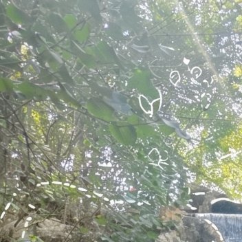 种植／微公益 玫瑰种植方法1、根部种植首先需要将鲜花剪下，用酒精消毒，备用。其次