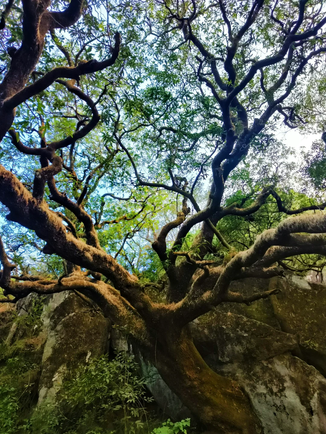 寻找同样喜欢抬头拍树的人🌲