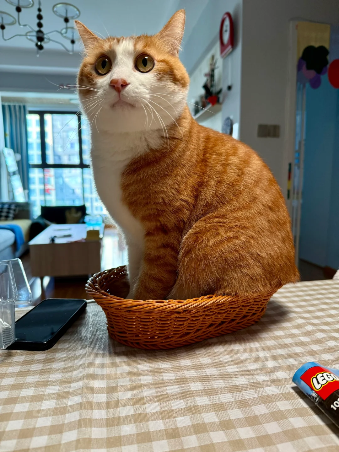 小猫上船准备去大西洋航海