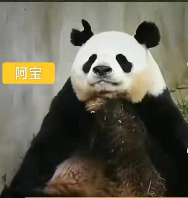 七仔这网红大熊猫又开始整活啦！2025 年 12 月消息一出来，粉丝们都兴奋不已