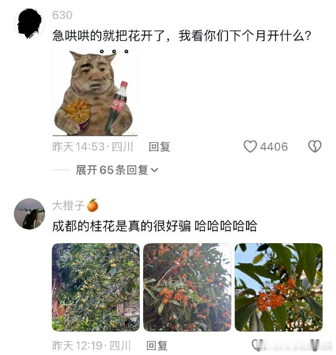 桂花的花语是一骗就开🤣👌四川的松弛已经不分物种了 