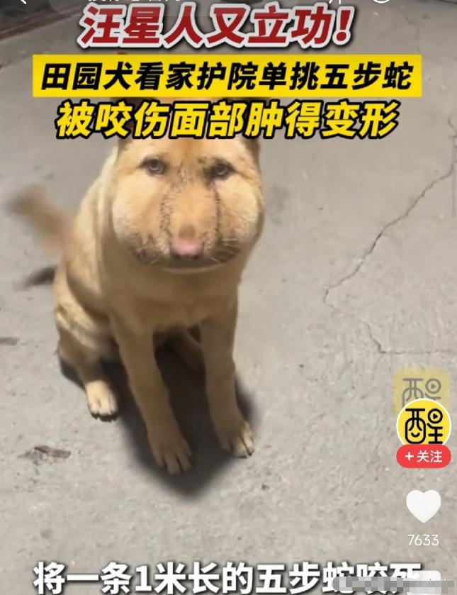 破防了！湖南，田园犬看家时与一米长五步蛇搏斗，咬死毒蛇后自己被咬伤面部，脸肿到变