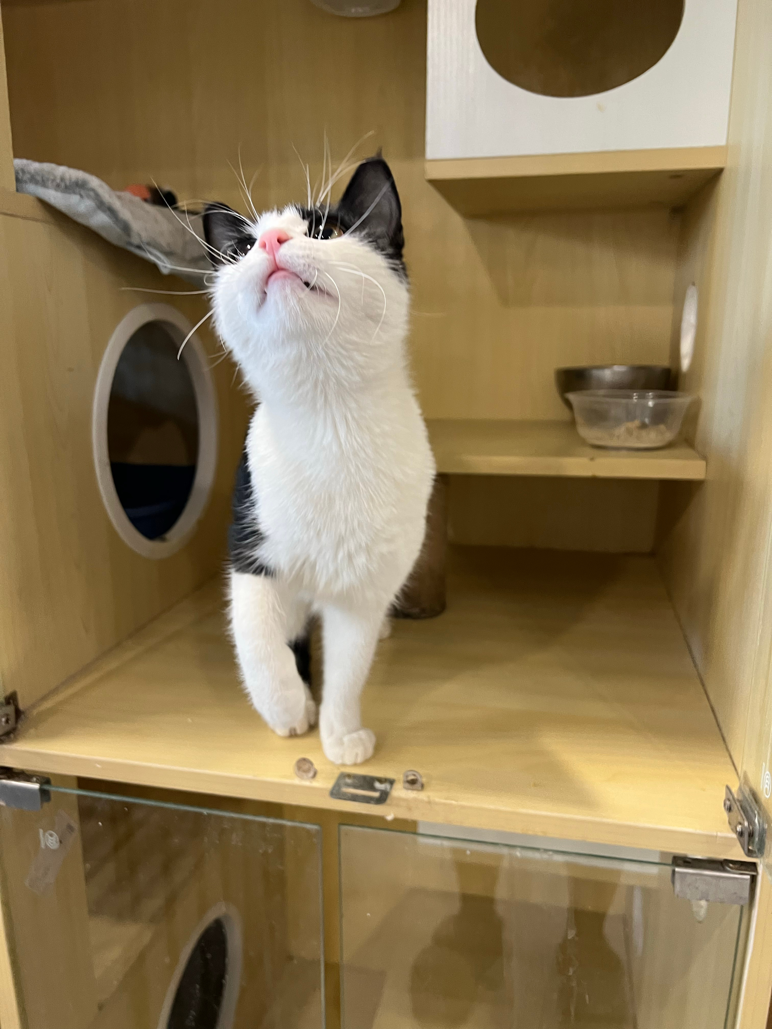捡到灵珠了！边牧猫长得好看，性格好，真是完美小猫。 ​​​