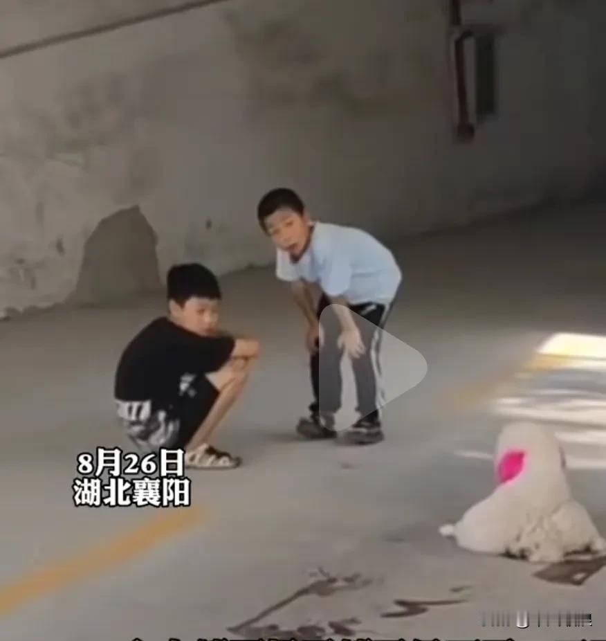 8月26号二个小学生从早上上学看到一只小狗护着被车撞死的同伴，到下午放学一直还在