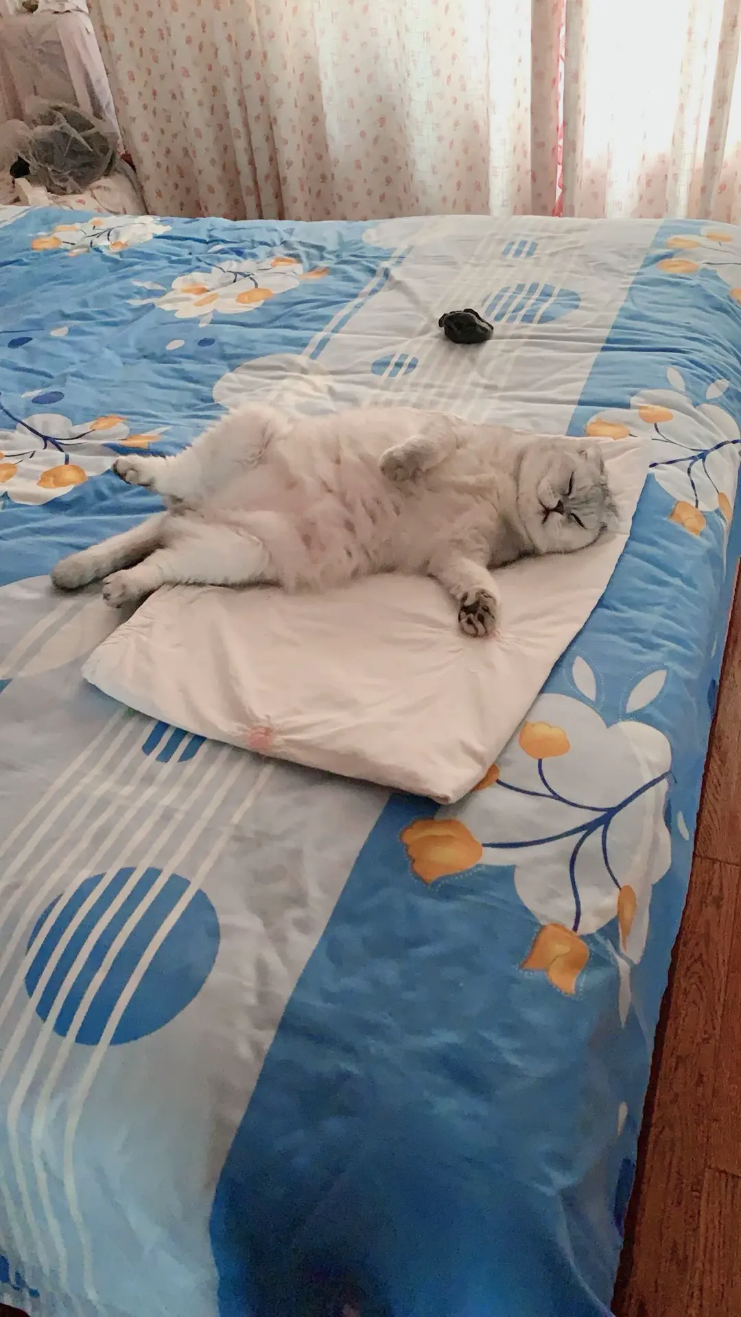 猫咪睡姿 家有宠物很幸福
