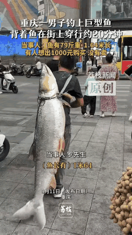 “赤裸裸的炫耀！”重庆，一男子钓了一条长1.64米，重79斤的大鱼，为了炫耀，把