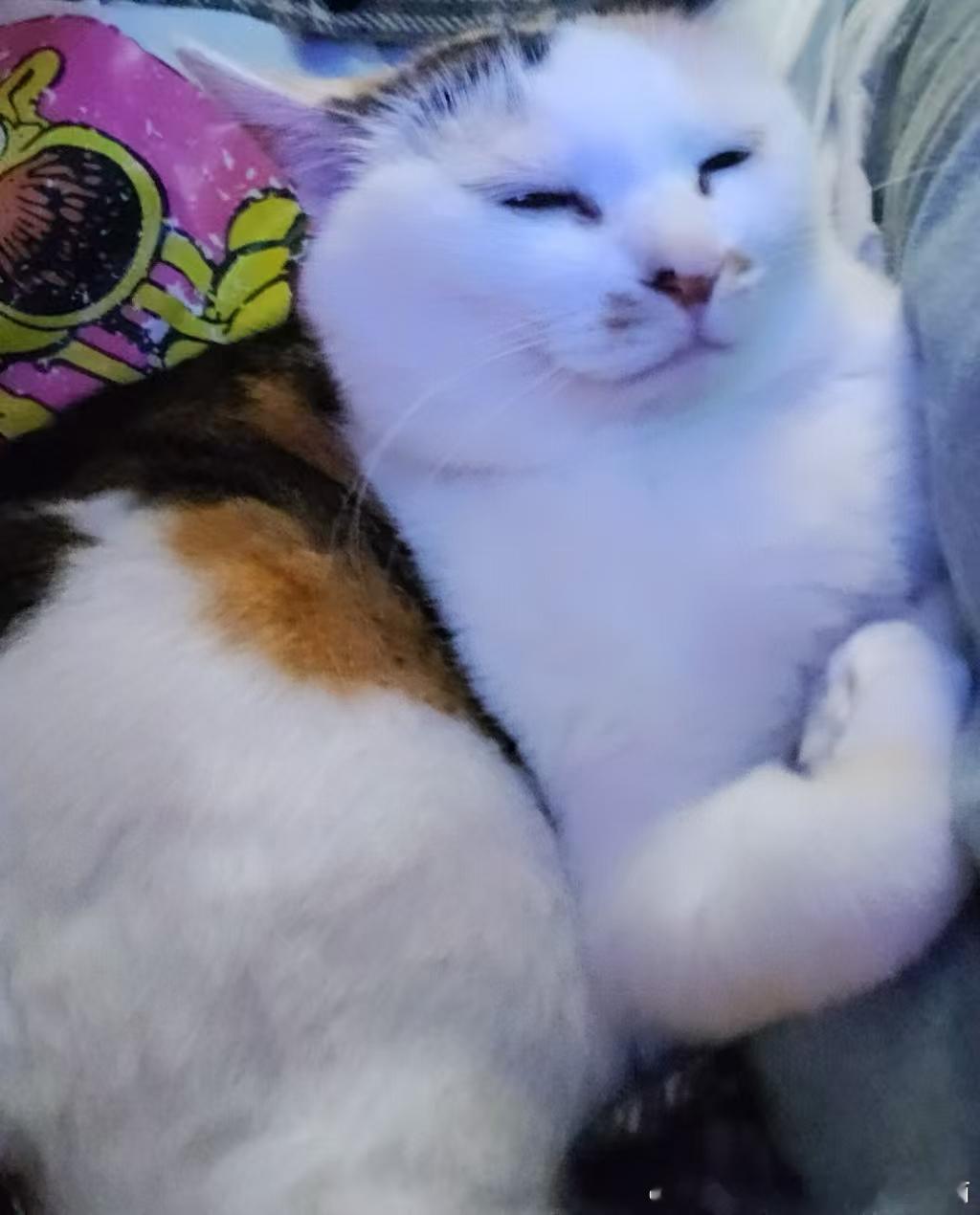 49377【丑猫】秀肌肉