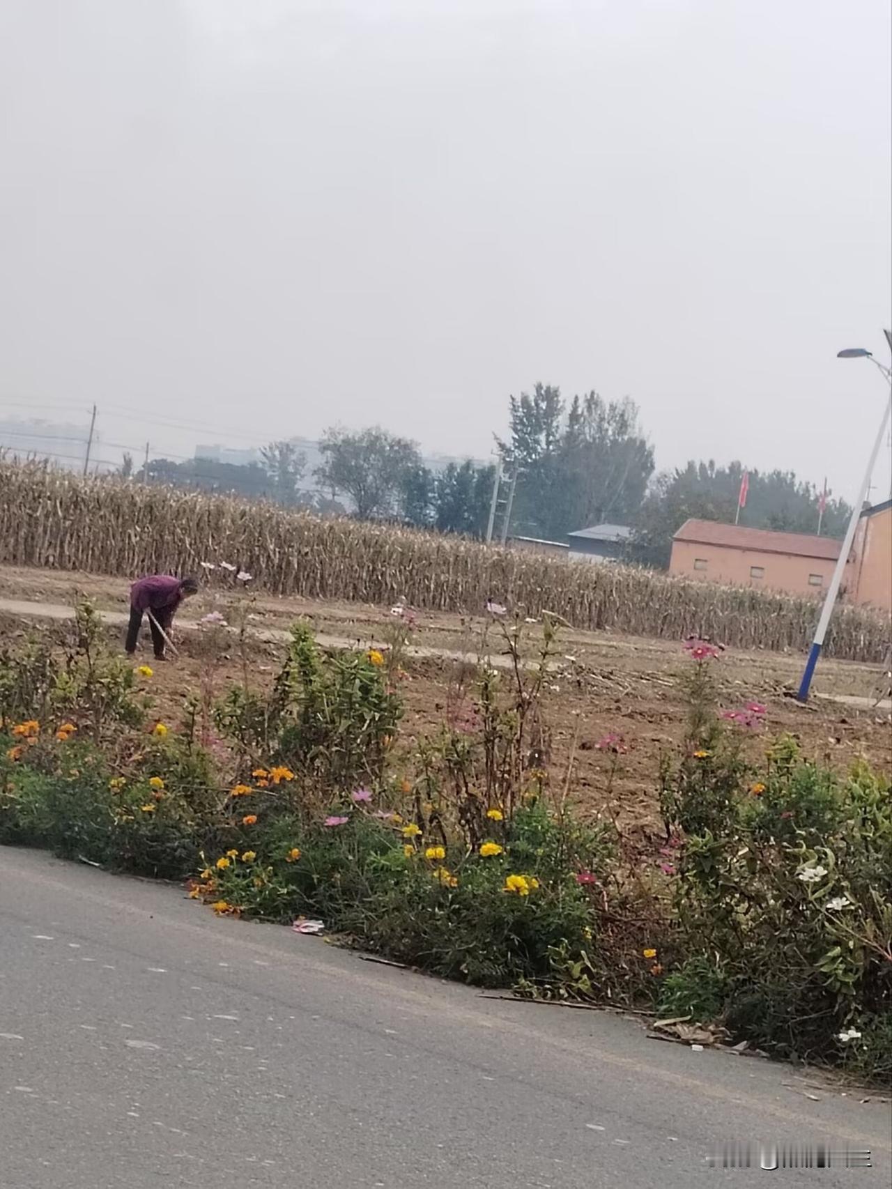 这几天，天气放晴，又逢周末，带着孩子走出市区来郊外，农田里，放眼望去都是习惯了农