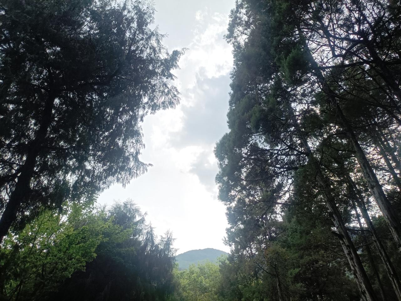 苍山公园（十一）