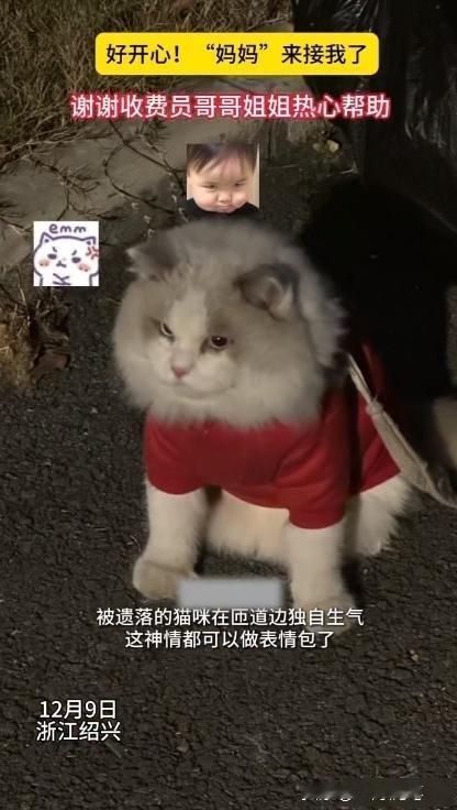 浙江高速收费站捡到一只穿戴整齐的猫，
身上还戴着电话手表！收费员滑动手表发现有联