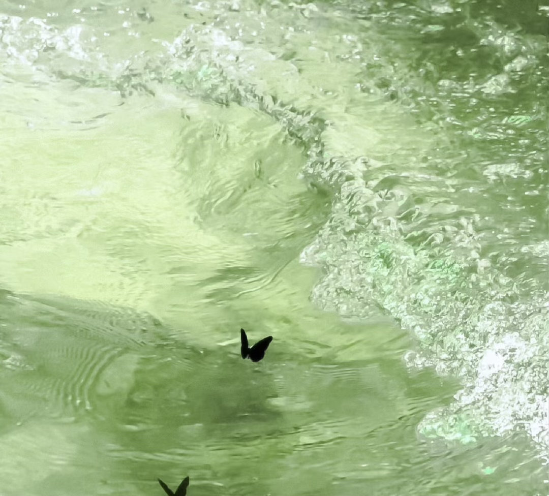 到了春天不自觉地就想换上这种壁纸，真的非常养眼 