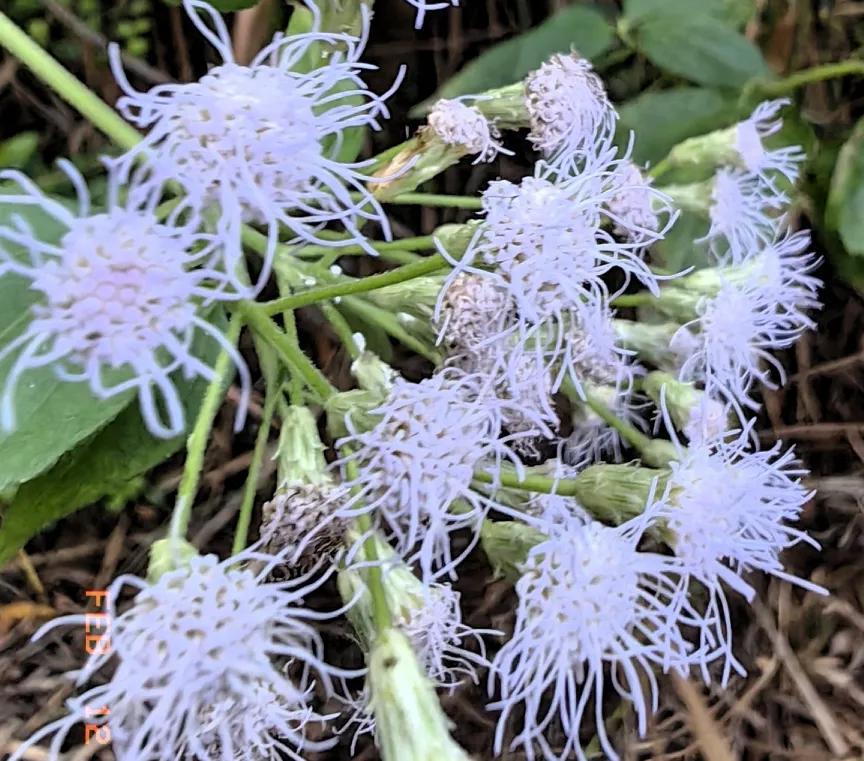 能否分享一张你拍的花卉照片手机海南随拍路边野花