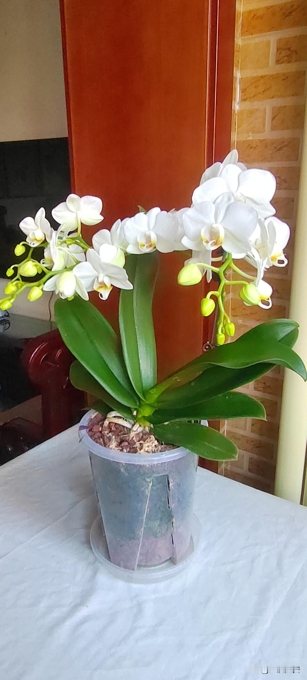 冬至的蝴蝶兰！