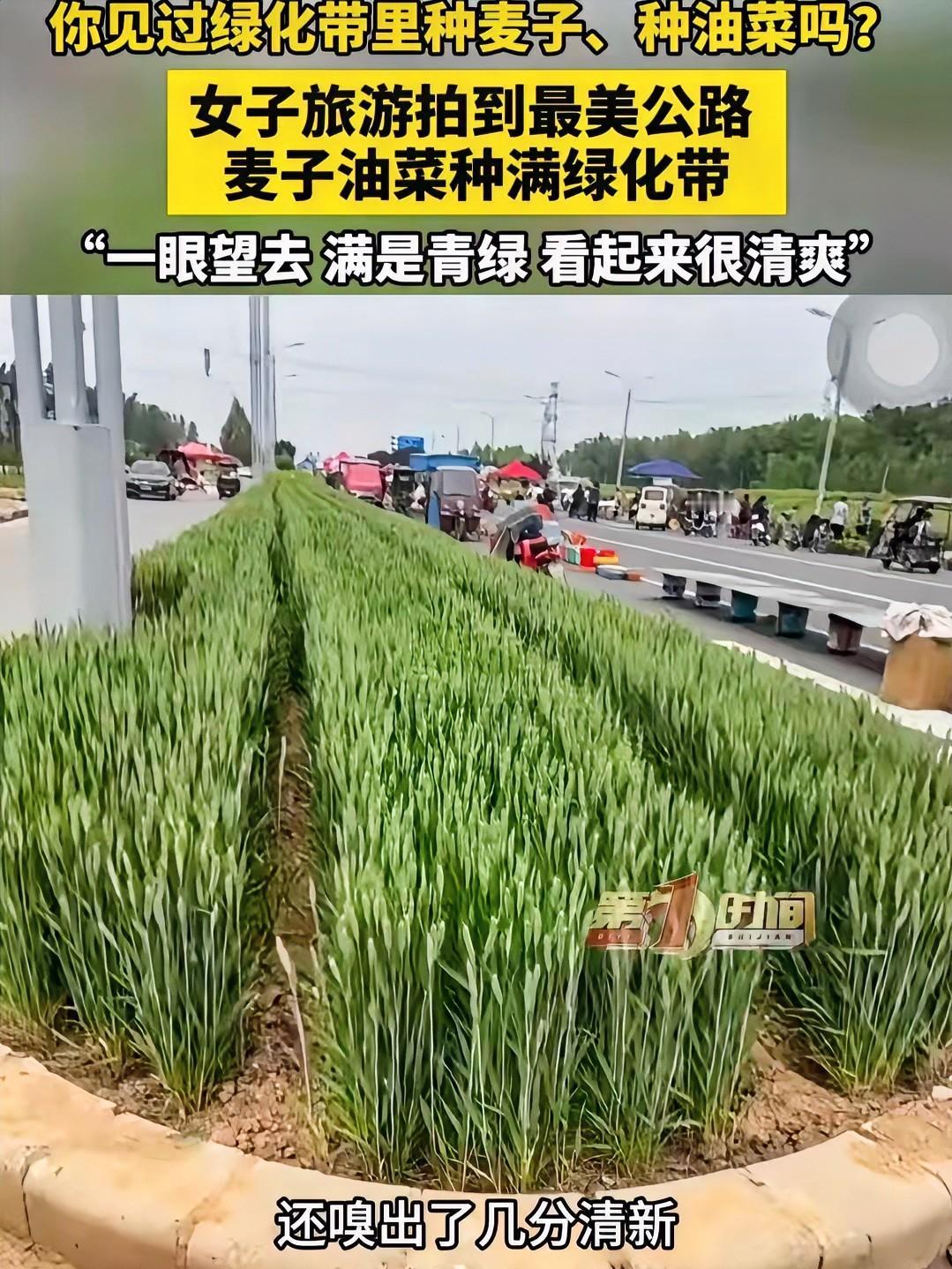 近日，河南安阳，女子走在公路上，突然发现一条绿化带没种花没种草，种的竟然是油菜和