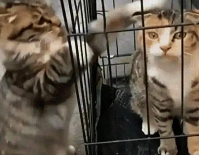小姑娘装好小猫正要离开，身后突然伸出猫爪，隔着笼子不肯停下
