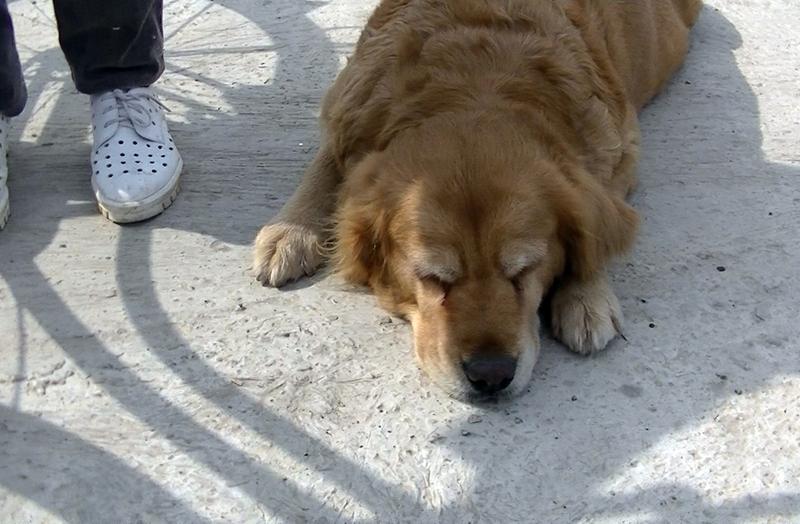 机器狗和真狗“打架”这事儿还挺有意思。在湖北应城龙池山庄年货节上，就有一只金毛犬